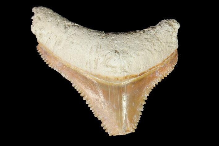 Bone Valley Megalodon Tooth - Florida #76569